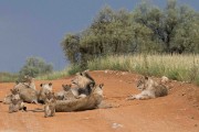 Tierkop Lion Pride